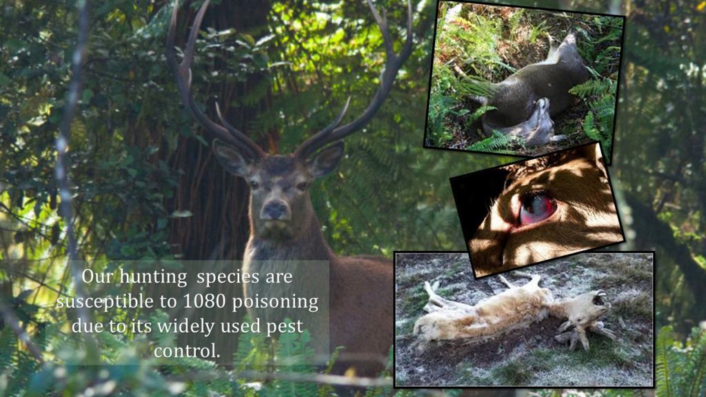 1080 Poison Wildlife Effects